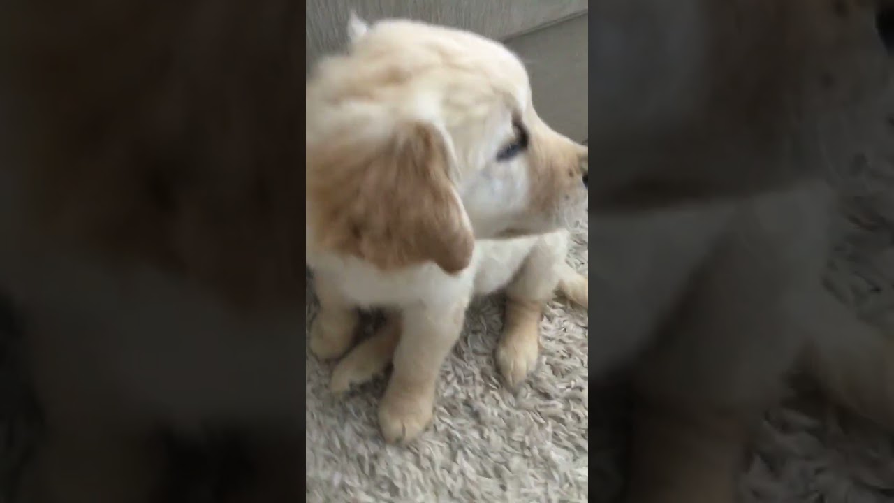 What the Jesus Christ was that #goldenretriever
